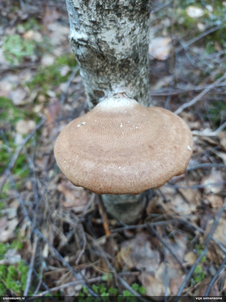 березовый Трутовик