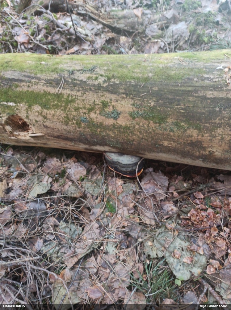 Окаймленный трутовик