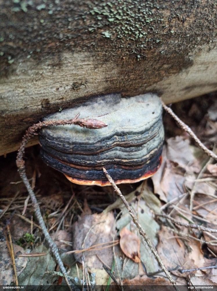 Окаймленный трутовик