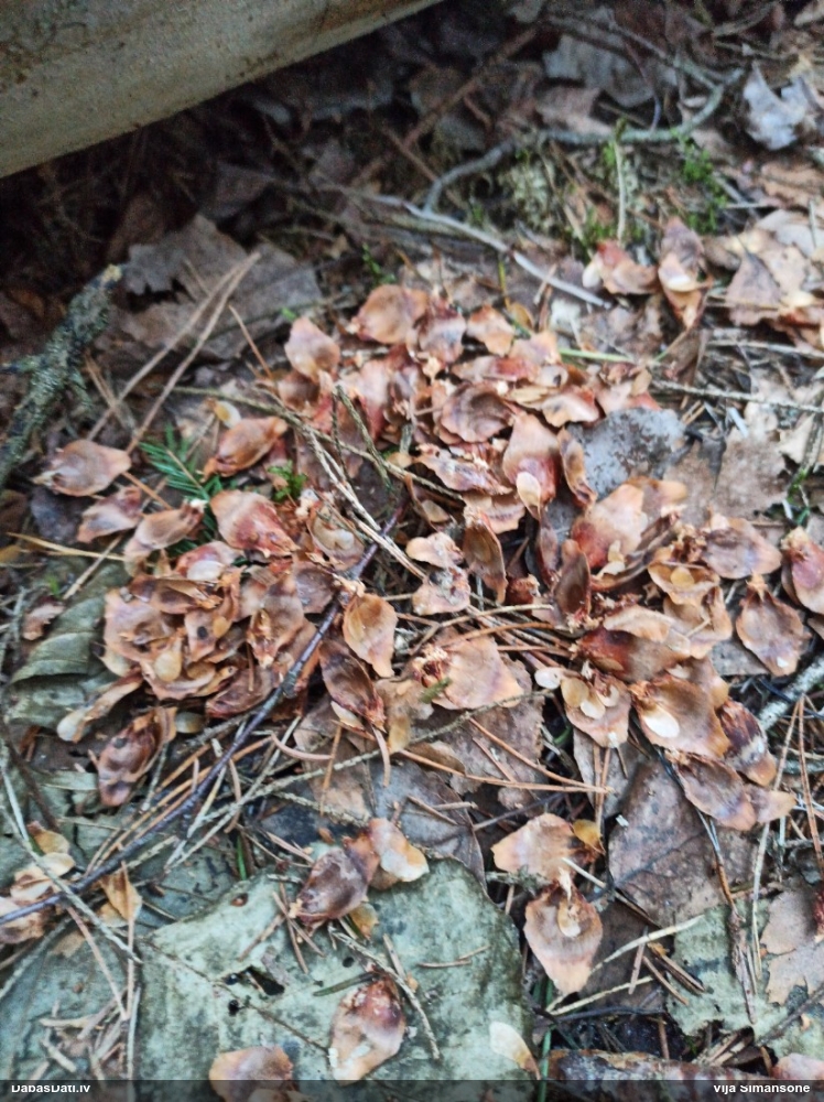 обыкновенная белка