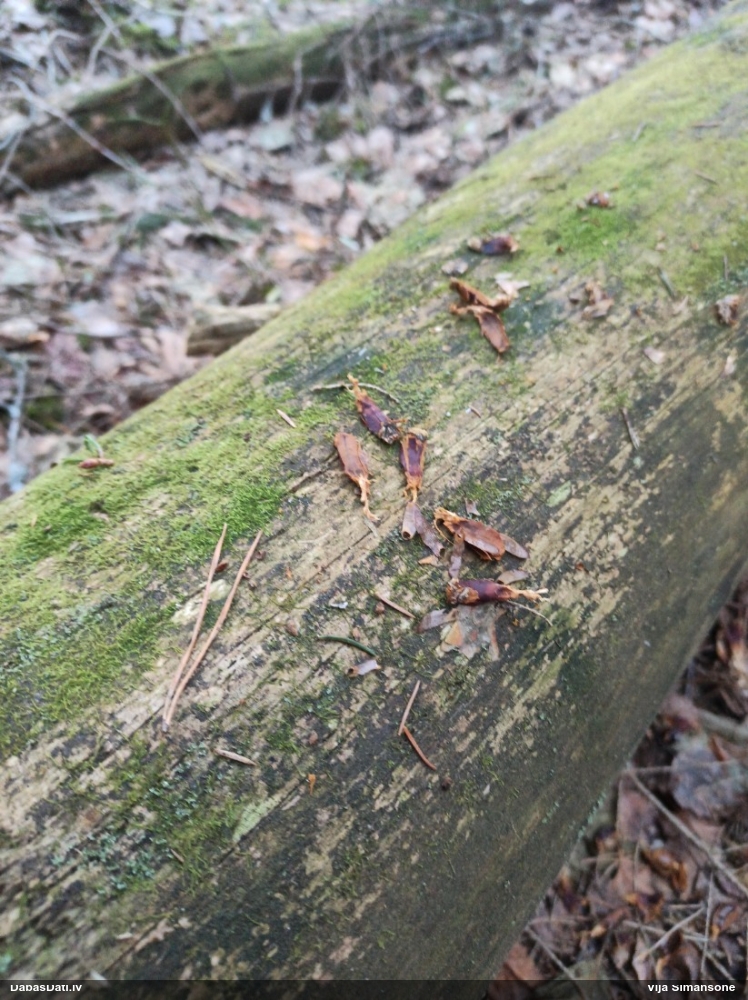 обыкновенная белка