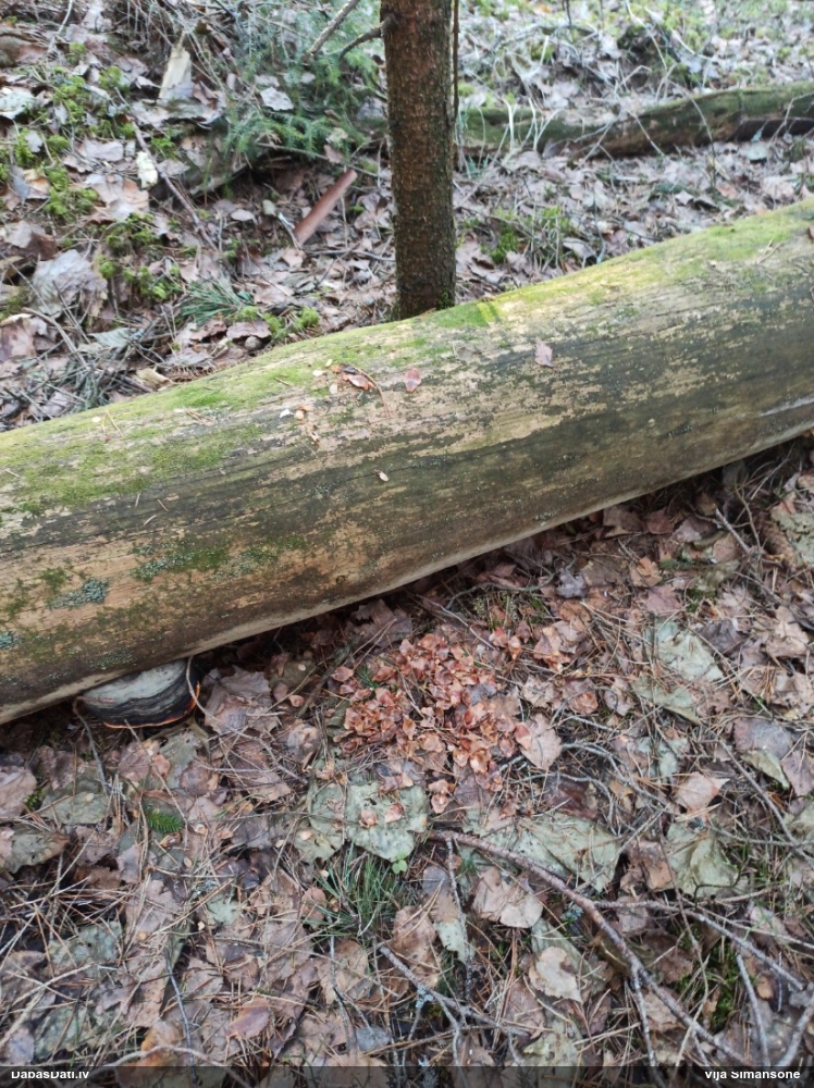 обыкновенная белка