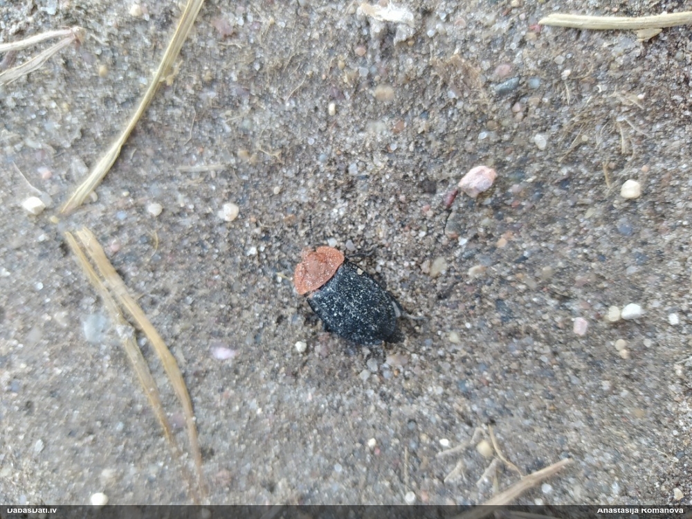 Sarkankrūšu līķvabole