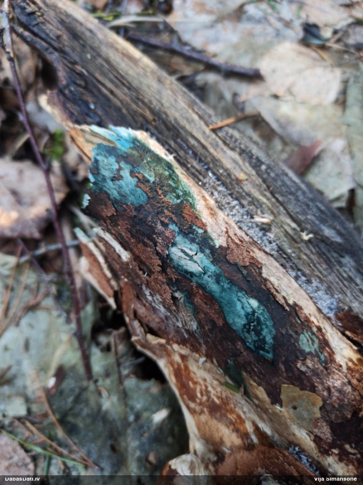 Zilzaļā hlorociborija