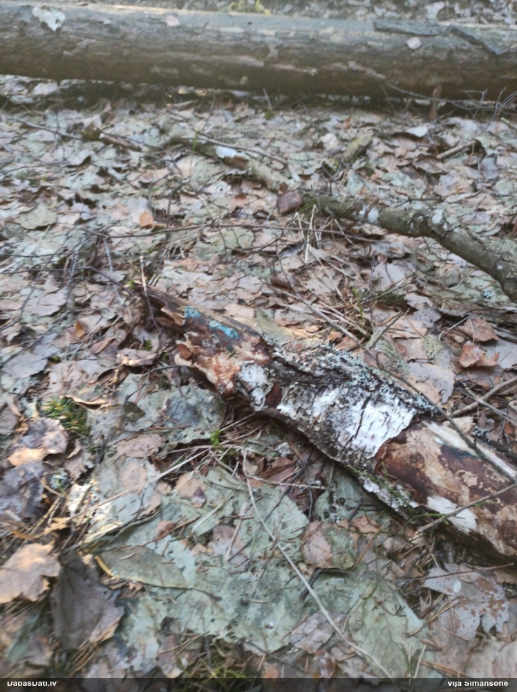 Zilzaļā hlorociborija