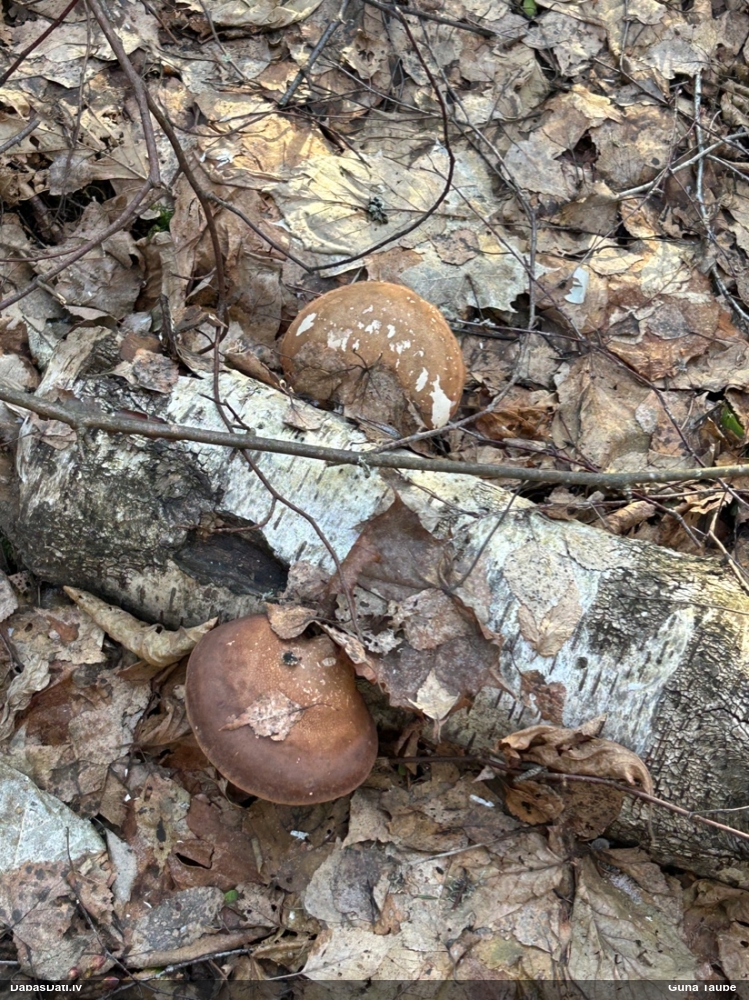 березовый Трутовик