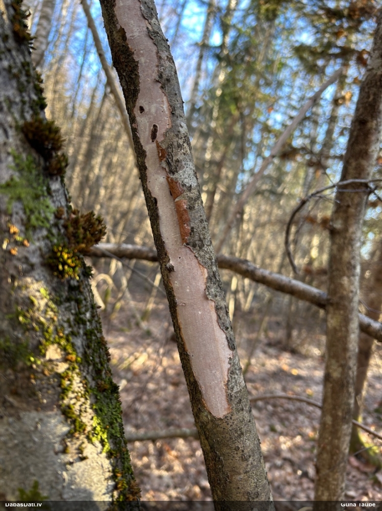 Sēne Vuilleminia comedens