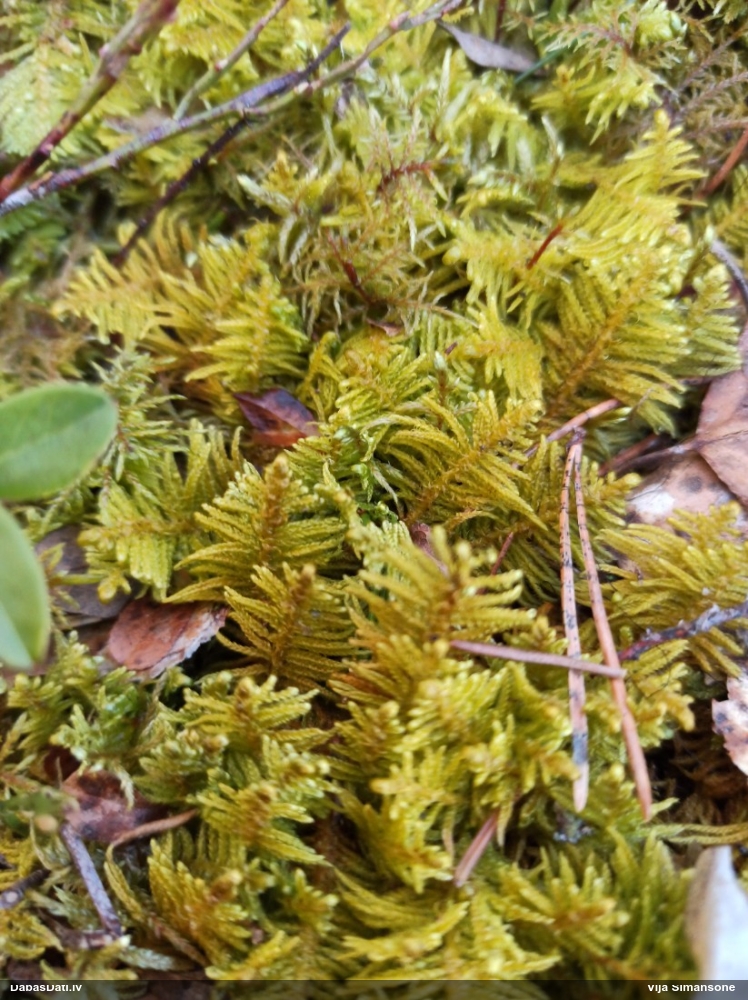 Parastā straussūna