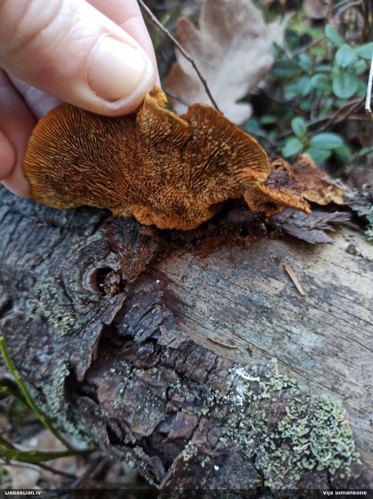 Parastā sētaspiepe