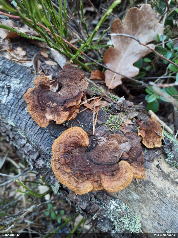 Parastā sētaspiepe