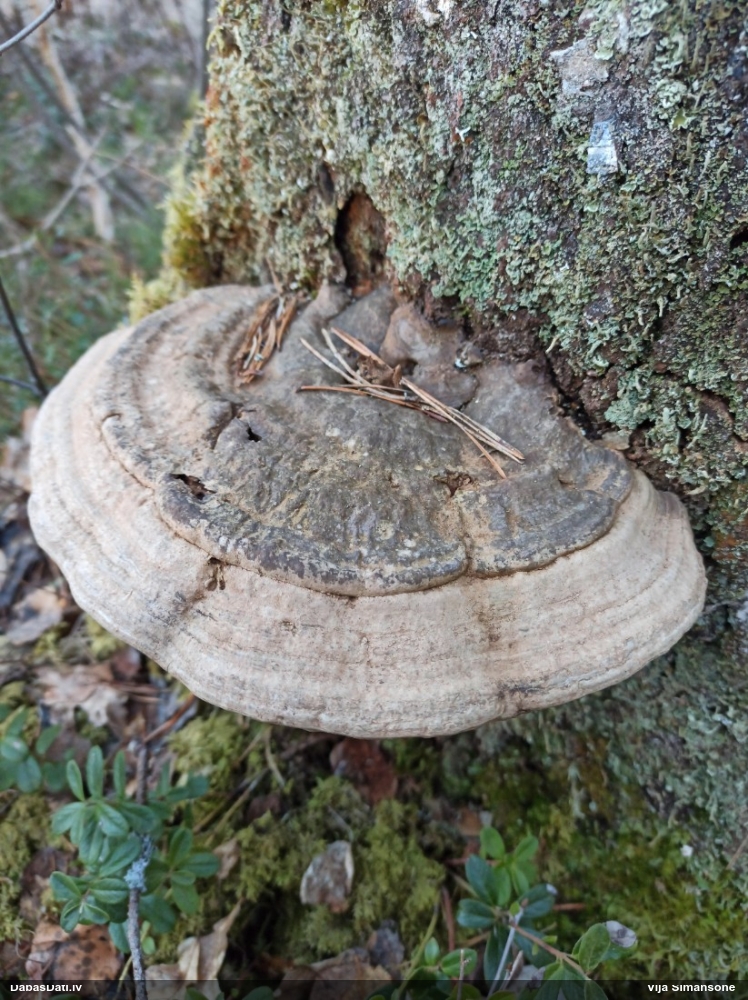 Parastā plakanpiepe