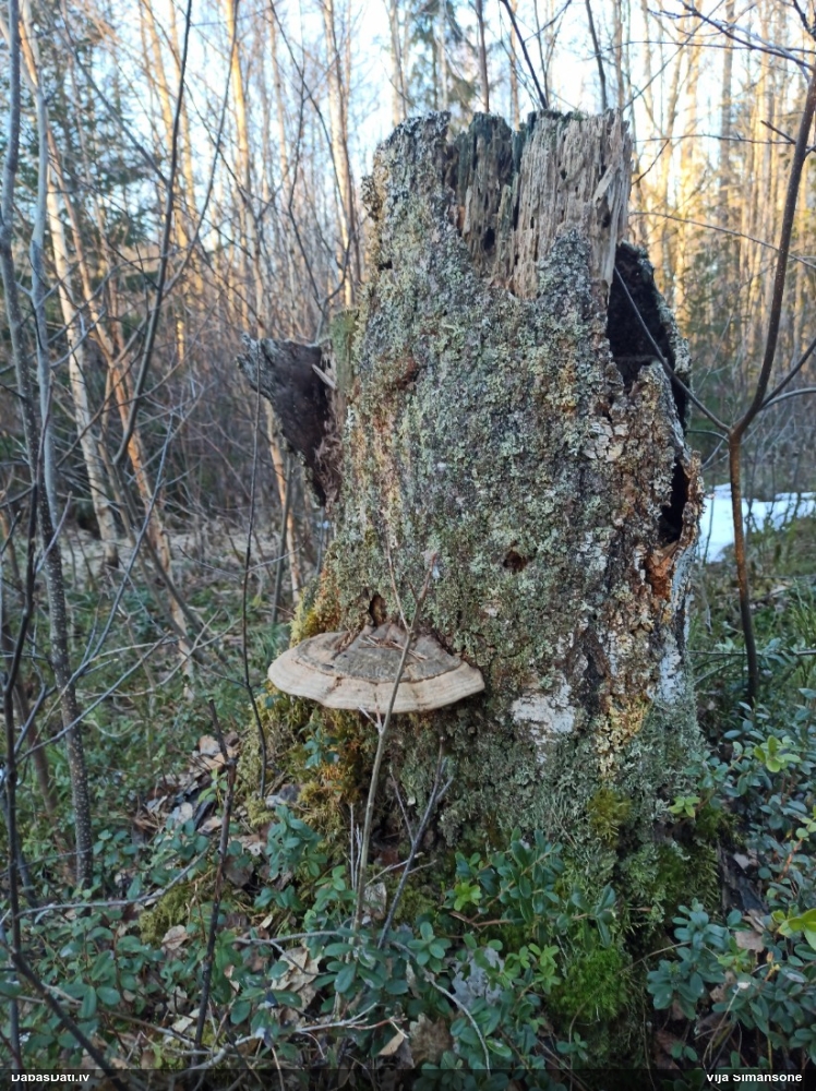 Parastā plakanpiepe