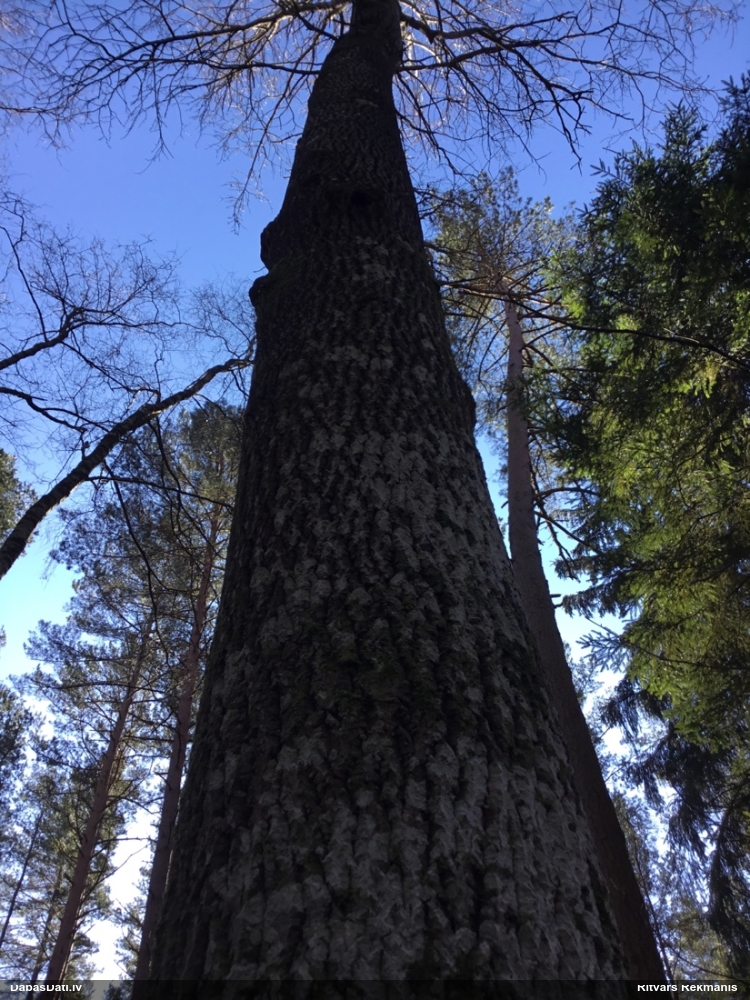 большой пестрый дятел