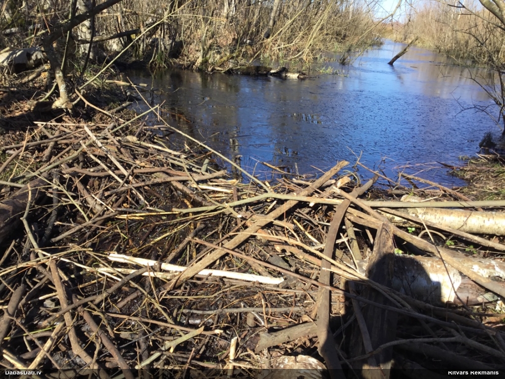 обыкновенный бобр