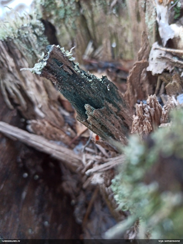 Zilzaļā hlorociborija