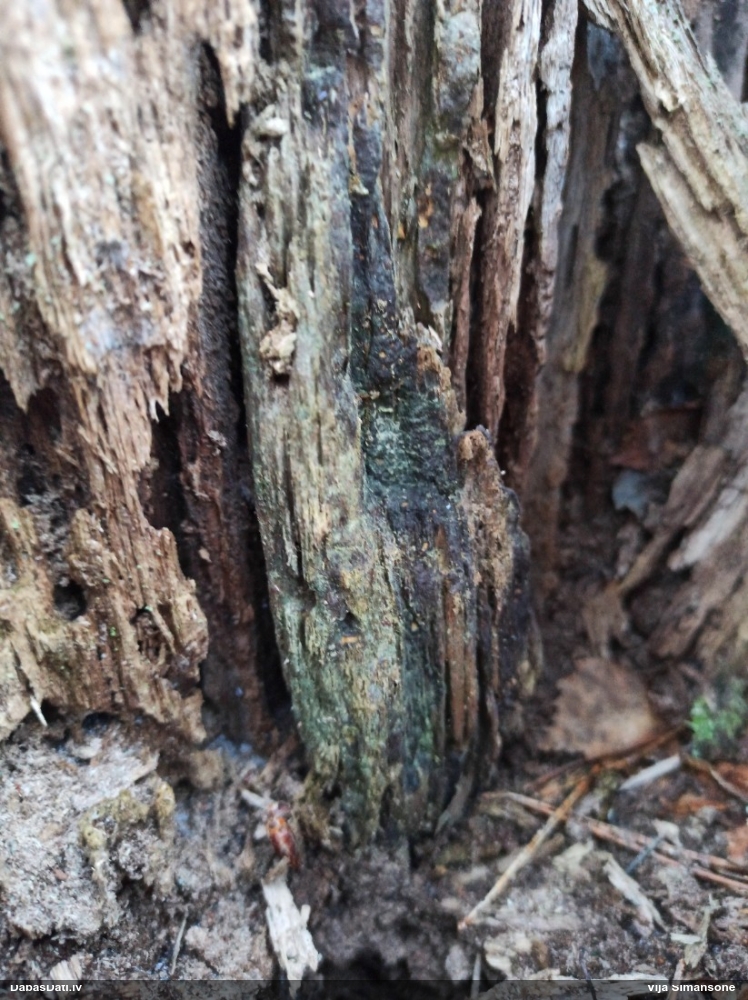 Zilzaļā hlorociborija