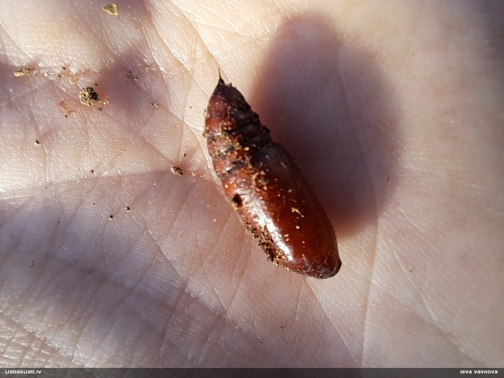 Tauriņš (nenoteikts)