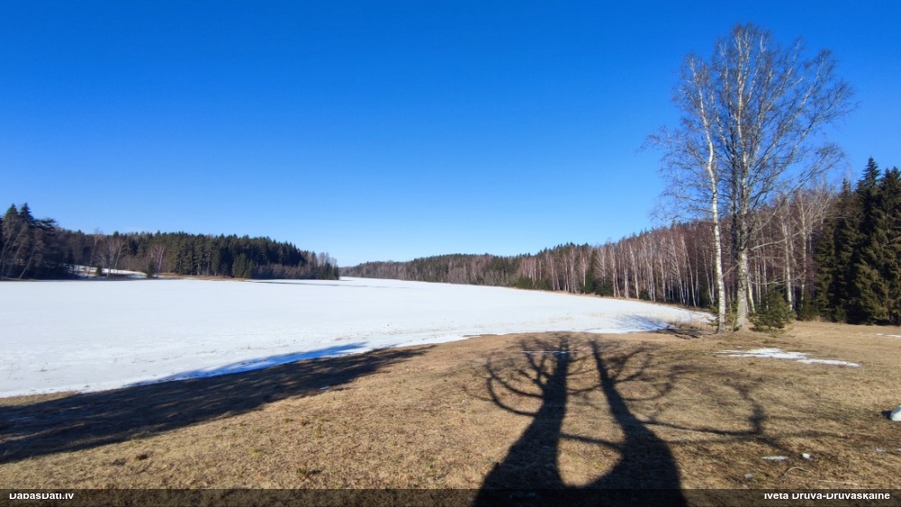 лебедь-кликун