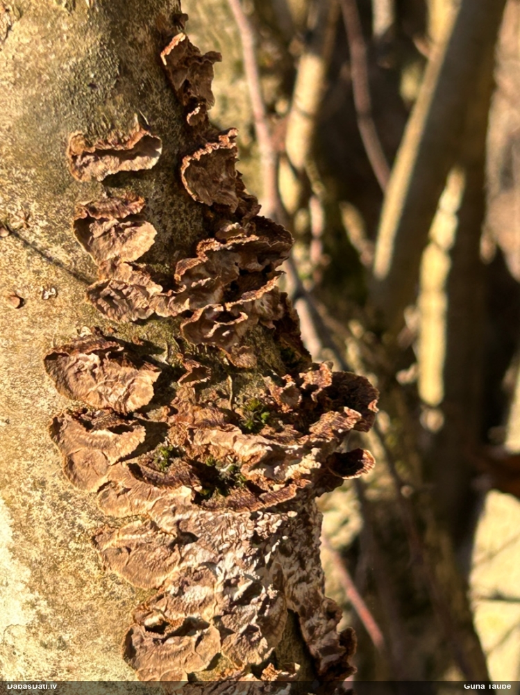 Lazdu brūnsvārcene