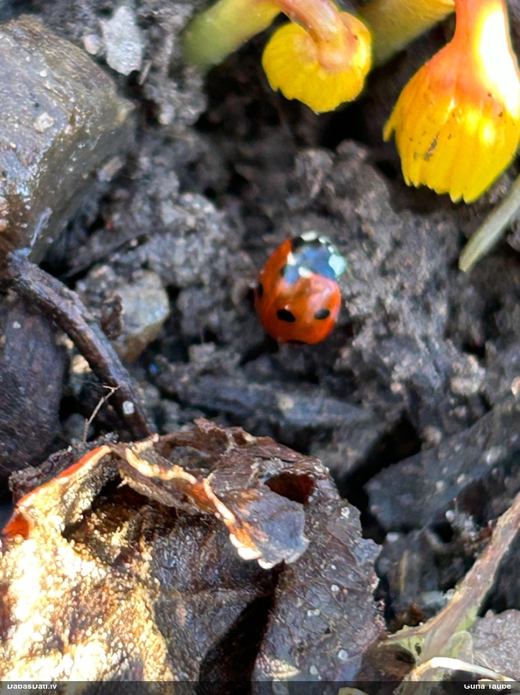 Septiņpunktu mārīte