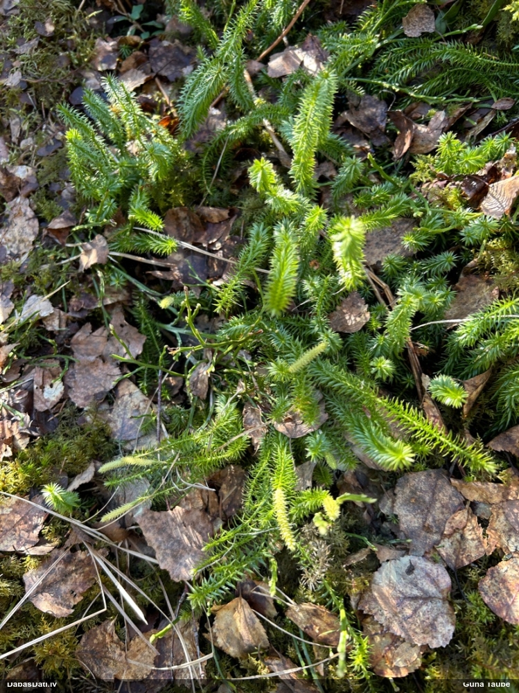 плаун годичный