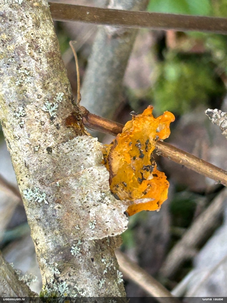 оранжевая, пленчатая дрожалка