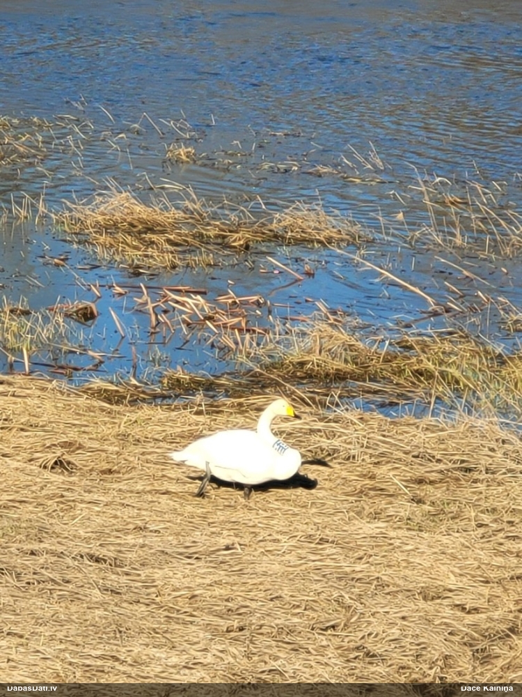 лебедь-кликун