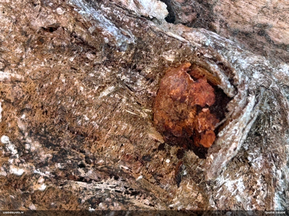 Gludais ragansviests (plašā nozīmē, līdzīgo grupa)