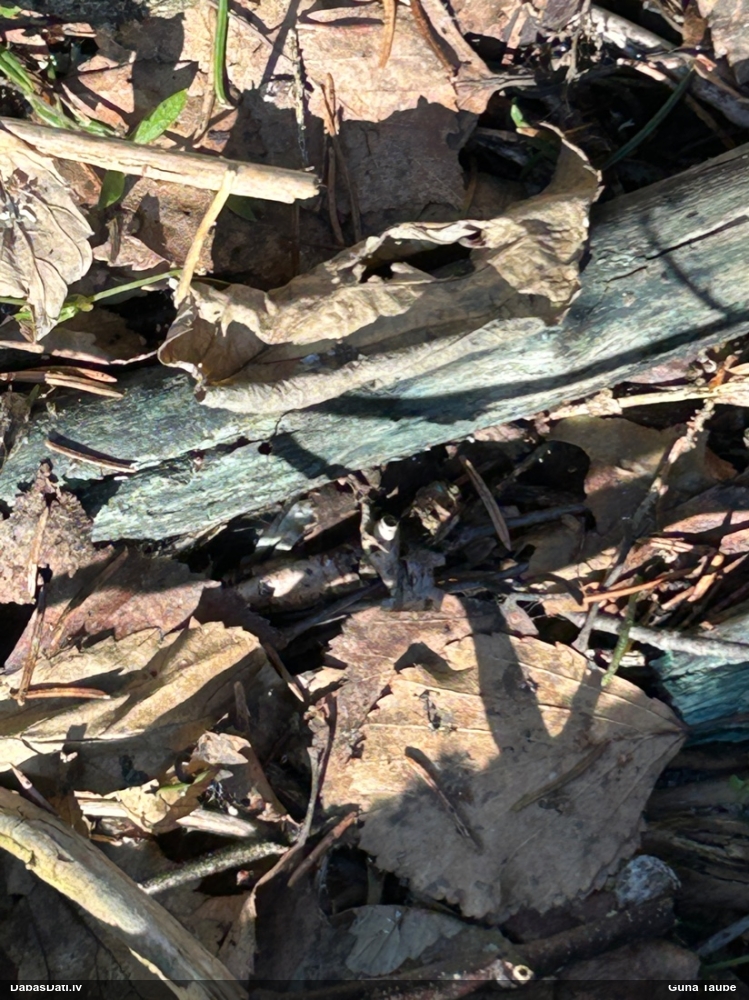 Zilzaļā hlorociborija