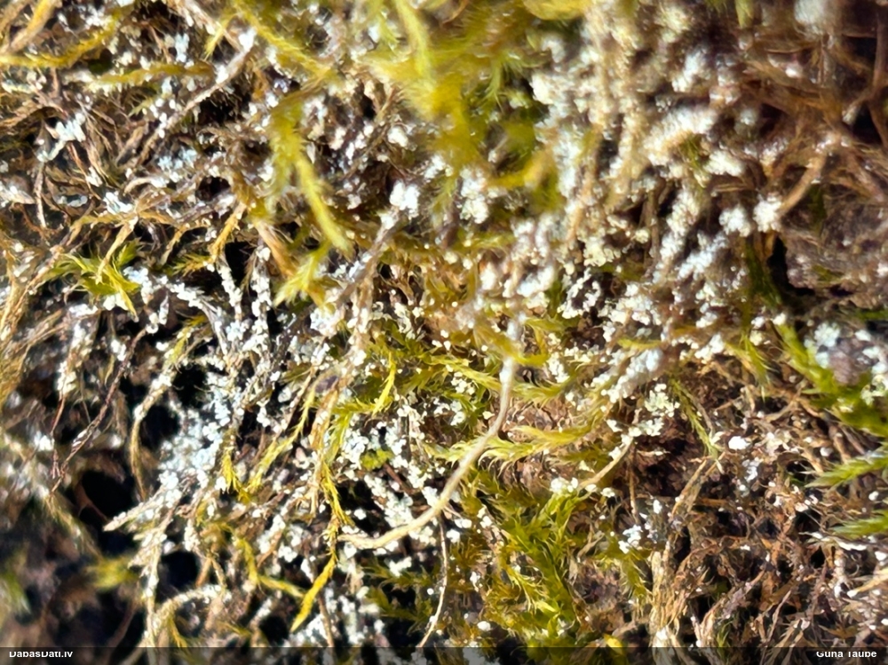 Gļotsēne (nenoteikta)