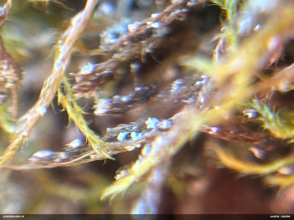 Gļotsēne (nenoteikta)