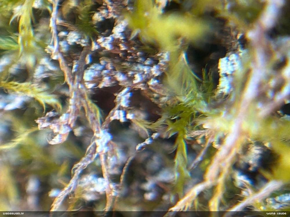 Gļotsēne (nenoteikta)