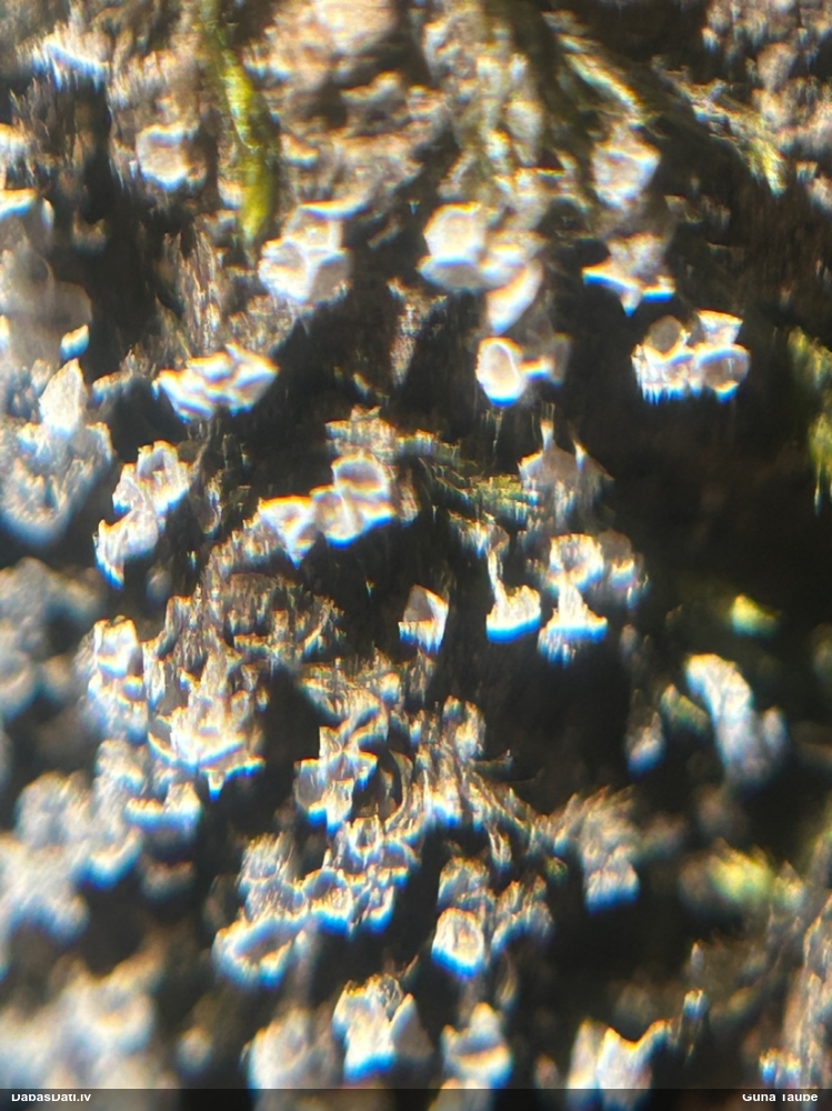 Pumpurīšu dzimtas gļotsēne (nenoteikta)