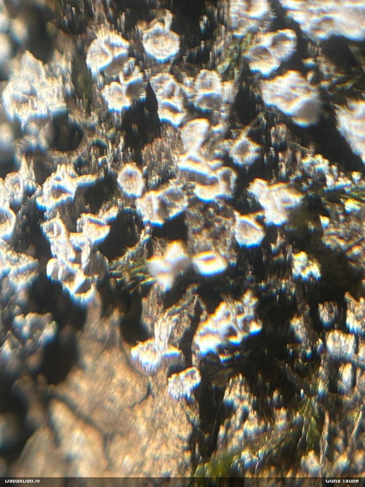 Pumpurīšu dzimtas gļotsēne (nenoteikta)