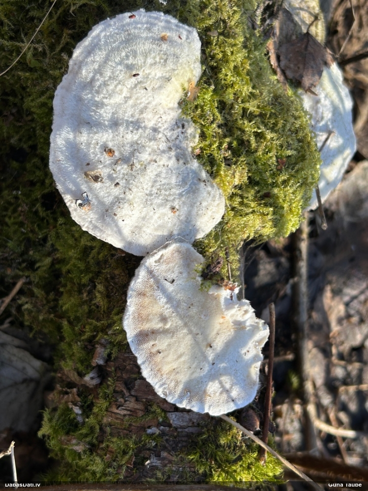 Sarainā tauriņpiepe