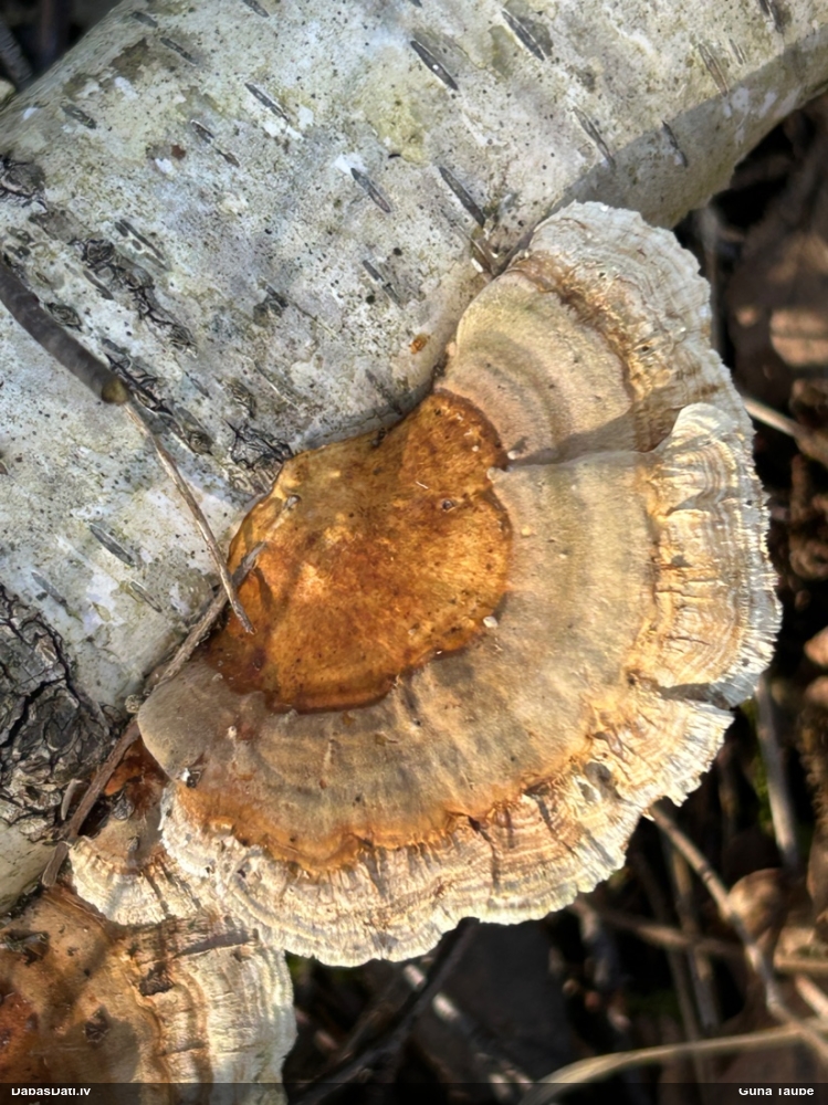 Dzeltenā tauriņpiepe