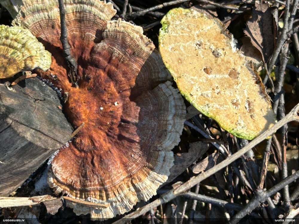 Dzeltenā tauriņpiepe