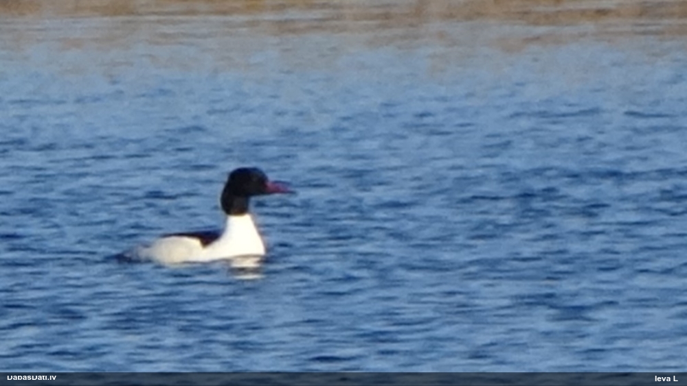 большой крохаль