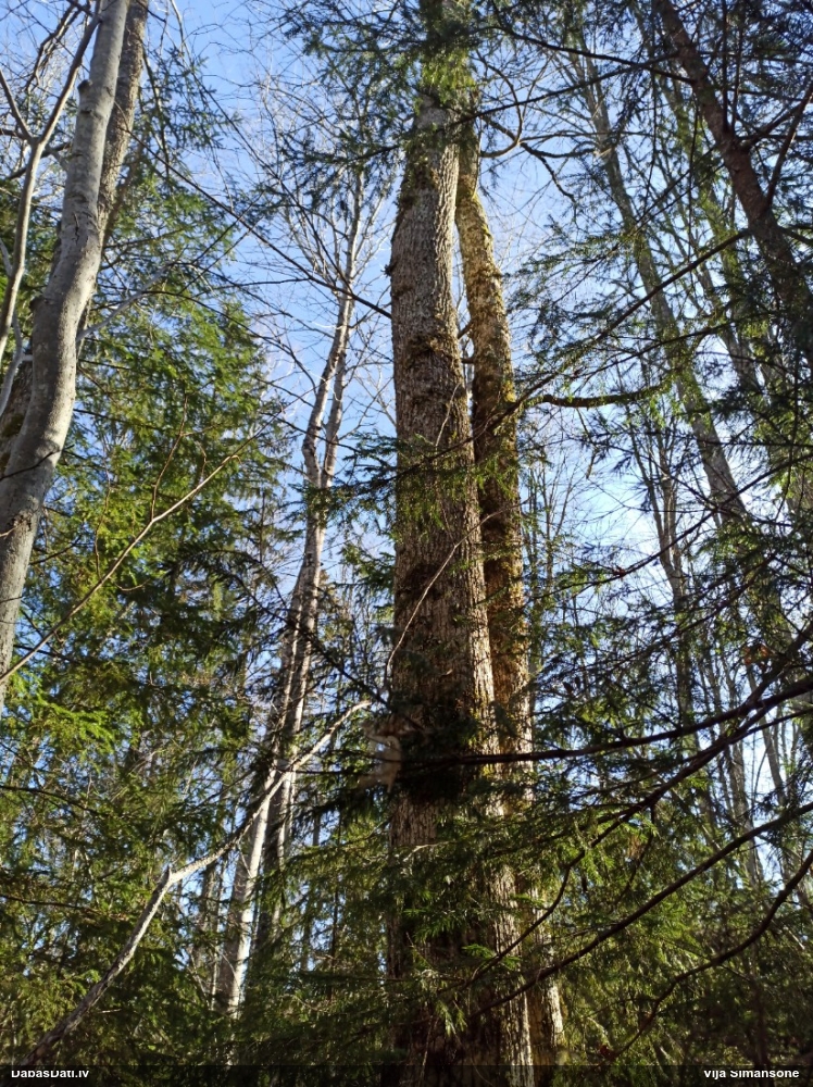 Parastais plaušķērpis