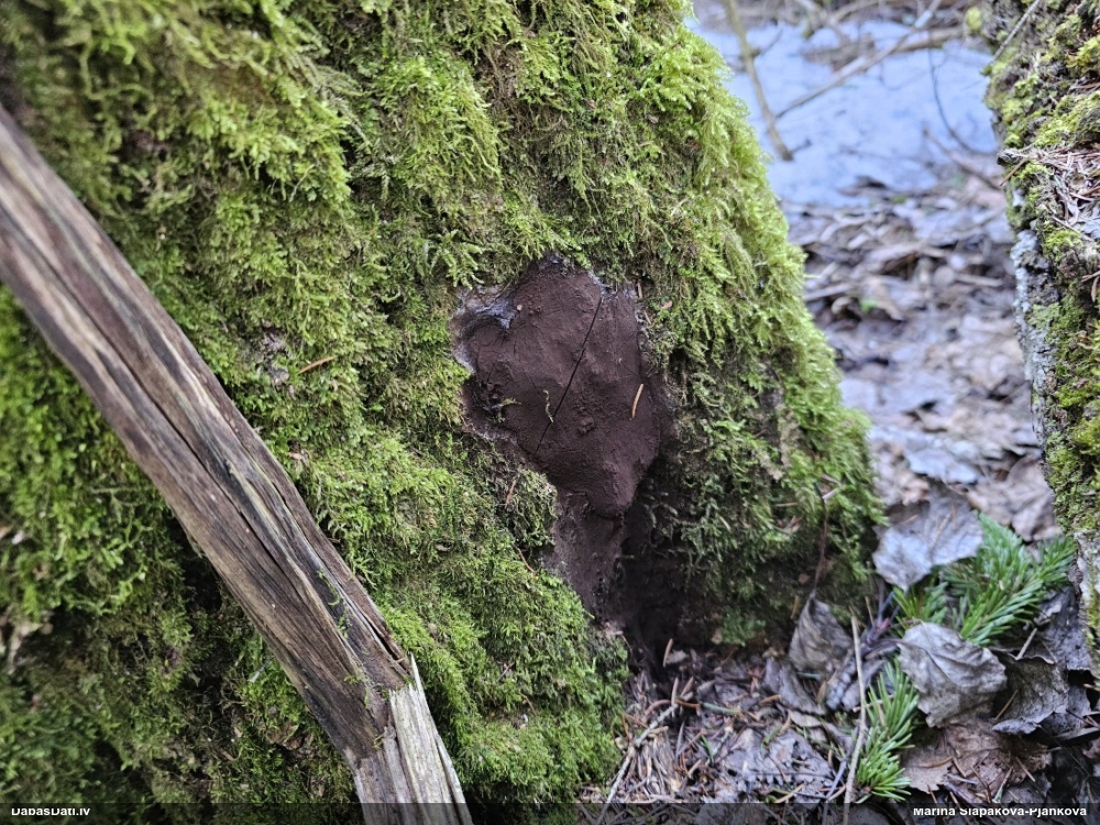 Gļotsēne (nenoteikta)