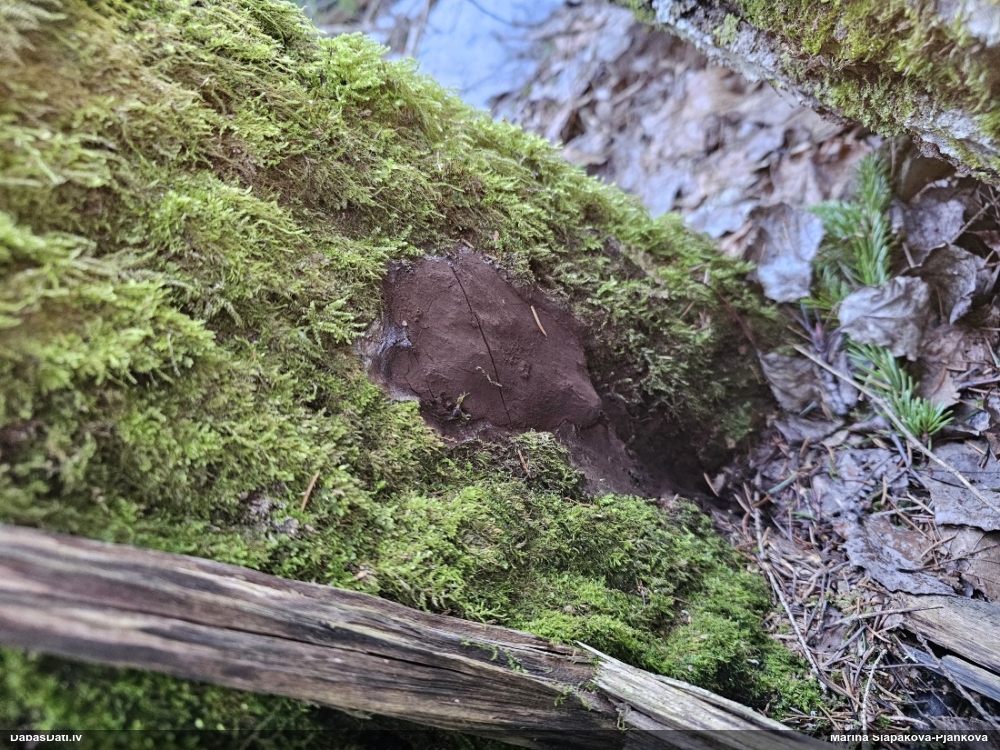 Gļotsēne (nenoteikta)