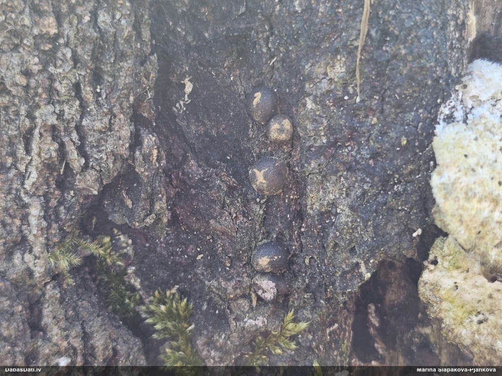 Koksnes vilkpienaine