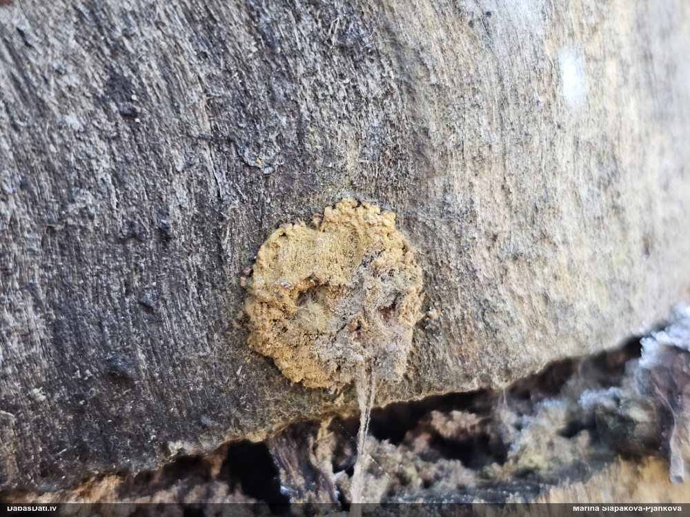 Arcīrija (nenoteikta)