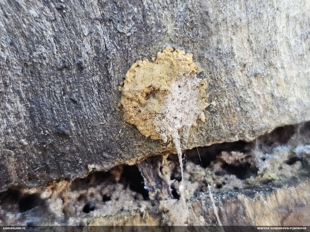 Arcīrija (nenoteikta)