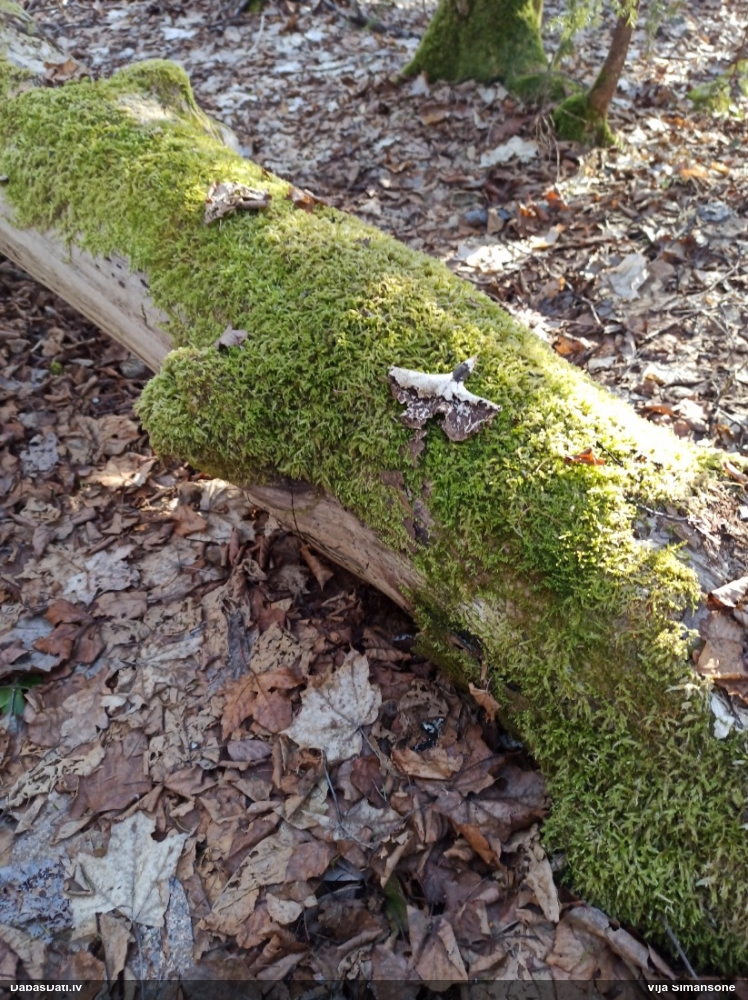 Kastaņbrūnā kātiņpiepe