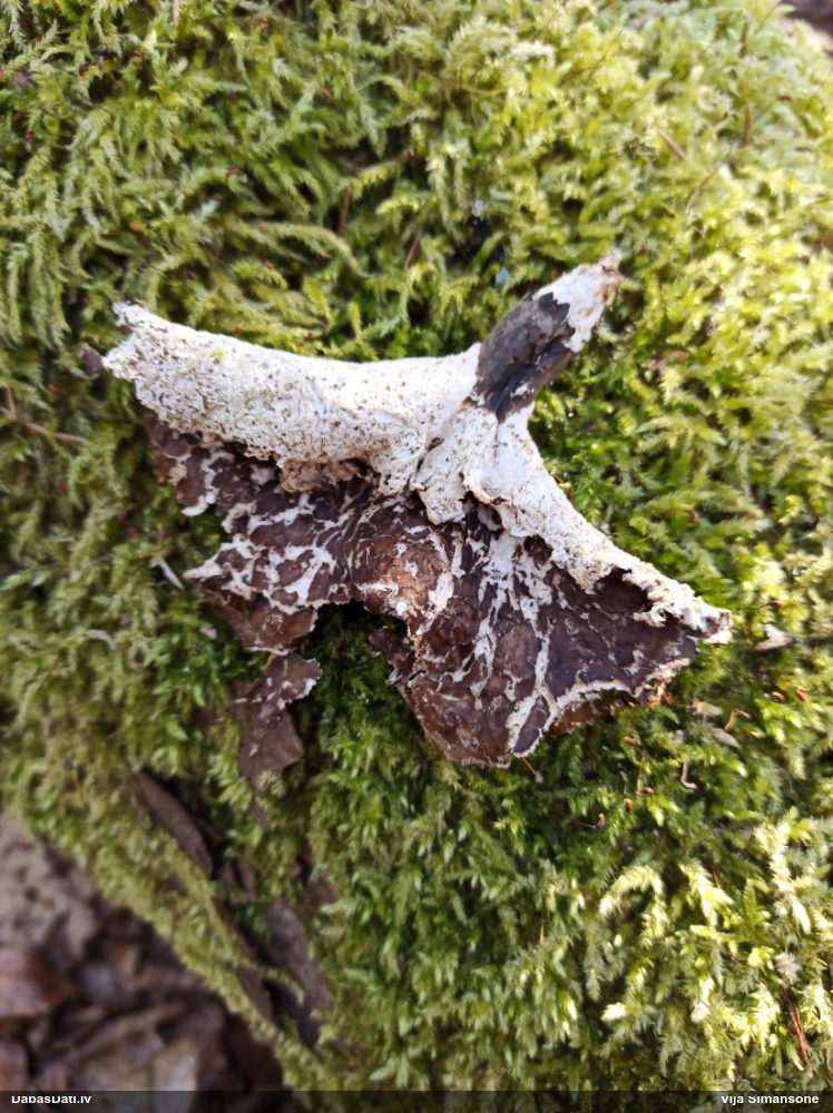 Kastaņbrūnā kātiņpiepe