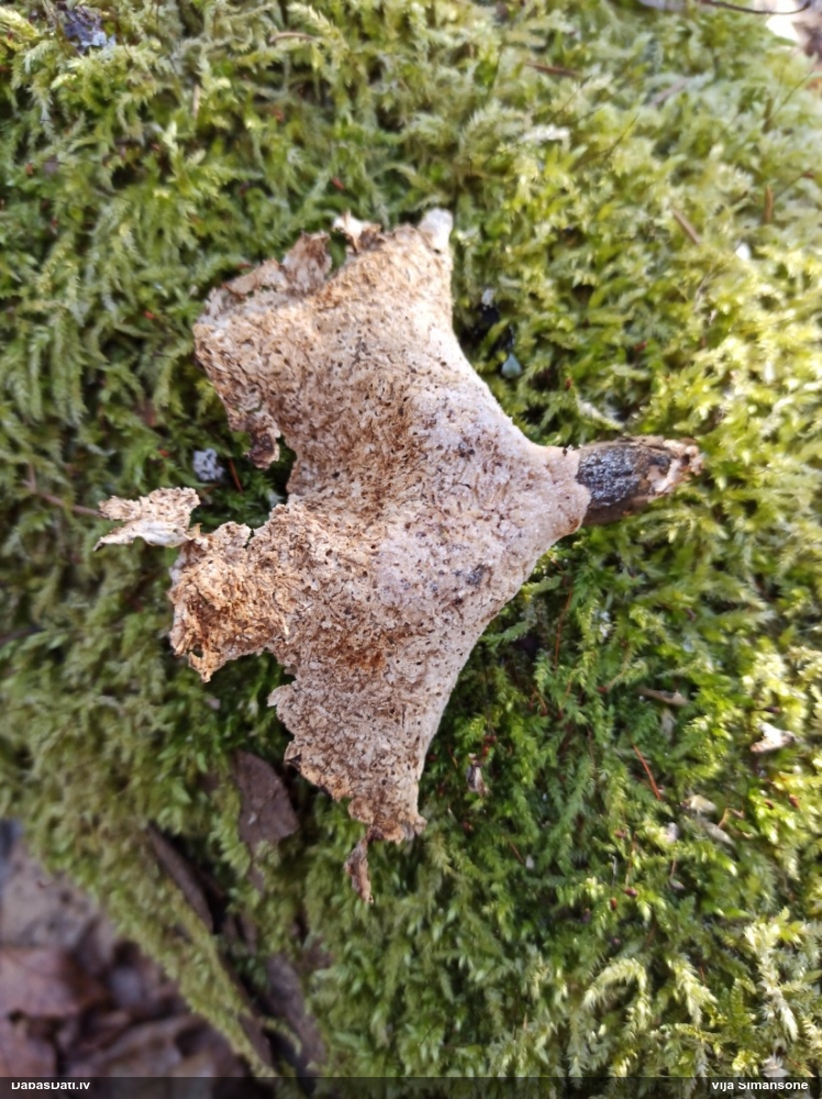 Kastaņbrūnā kātiņpiepe