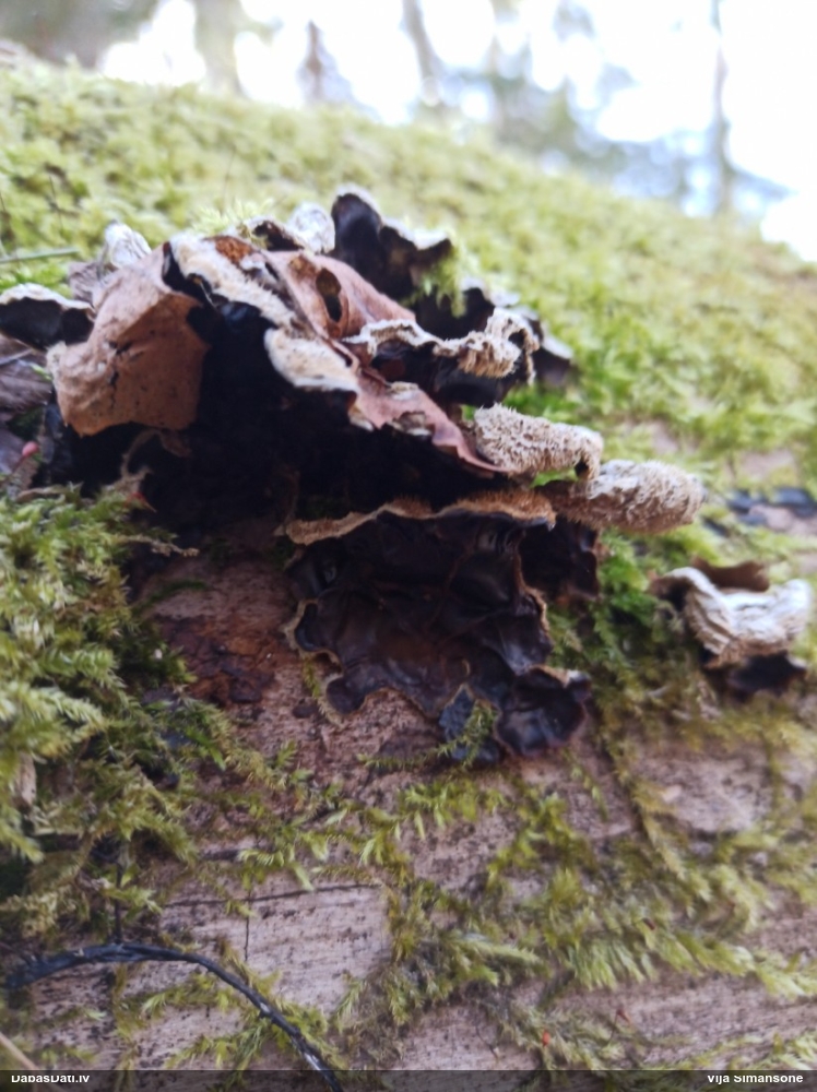 пленчатая аурикулярия