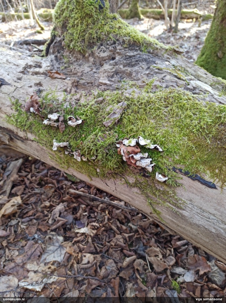 пленчатая аурикулярия