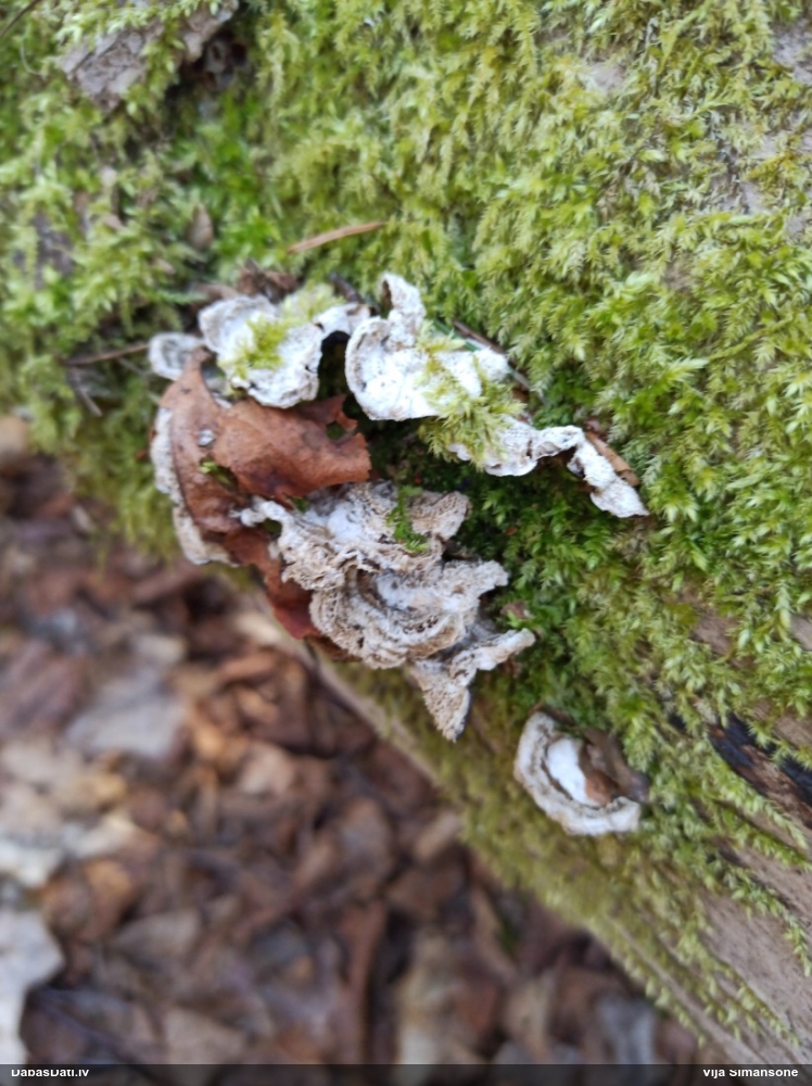 пленчатая аурикулярия